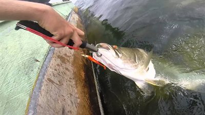 خبير زراعي: بحيرة ناصر تنتج 22 ألف طن من الأسماك