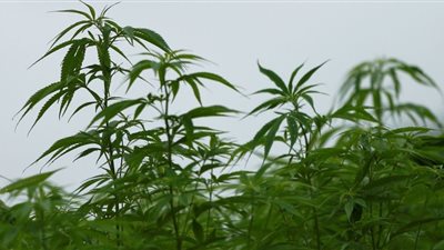 الصحة اليابانية توصي بـ السماح لاستيراد منتجات نبات الماريجوانا الطبية