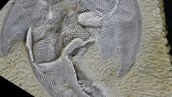 حفريات القرش 