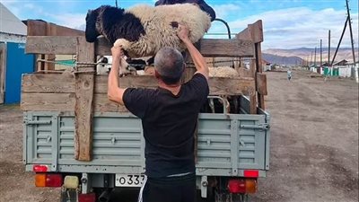 خروف لكل عائلة.. روسيا تستعين بالمواشي في الحرب ضد أوكرانيا