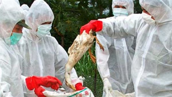 انفلونزا الطيور 