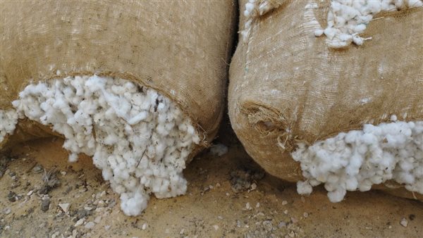 مزاد القطن بالشرقية