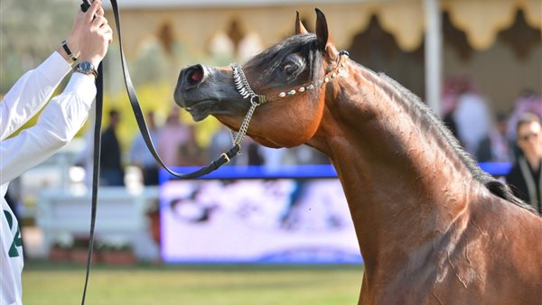 بطولات جمال الخيل