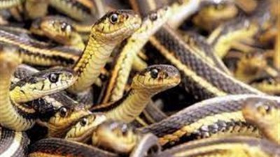 أكل ثعابين وعقارب.. احتفالات غريبة بالمولد النبوي 