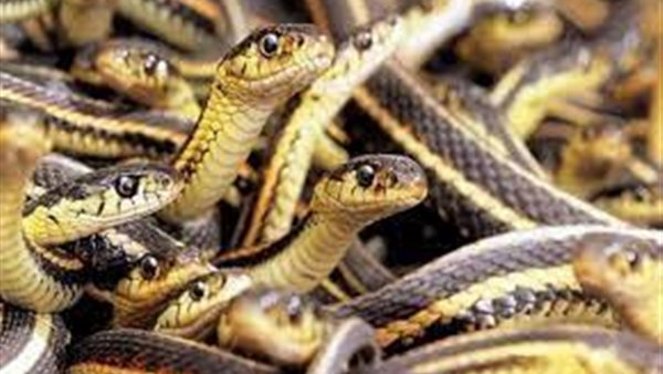 ثعابين - صورة أرشيفية