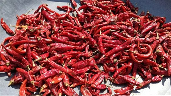  الفلفل الأحمر