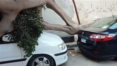 بسبب الرياح.. سقوط شجرة ضخمة بشارع في الإسكندرية وتدخل عاجل من حي محرم بك