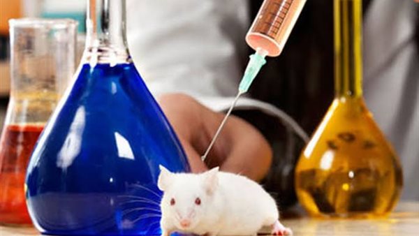 فئران تجارب - أرشيفية