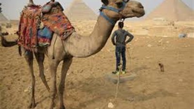 ألح على سائح لركوب جمل.. إلغاء تصريح عامل بمنطقة سياحية بالهرم