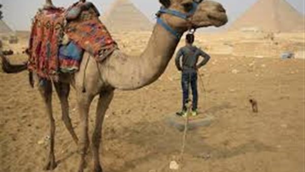 السائحين بالهرم -