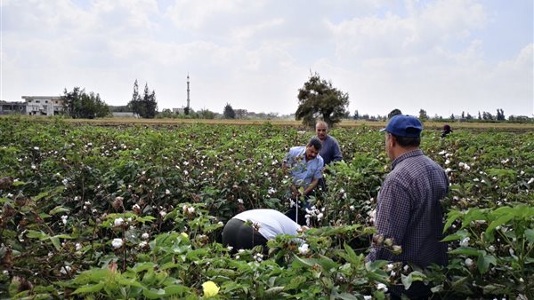 انطلاق موسم جني القطن