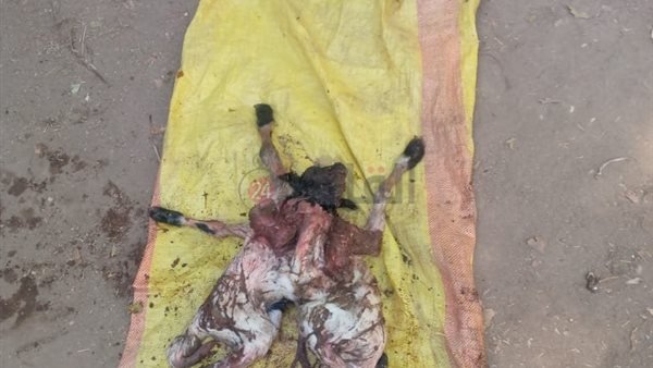 ولادة خروفين برأس