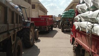 توريد 62 ألف طن أرز لـ مواقع التجميع في الشرقية