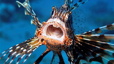 صيادو الضبعة يعلنون ظهور سمكة الأسد السامة على شواطئ المدينة | صور