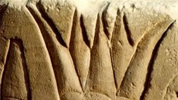 زهرة اللوتس غبى جدران