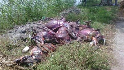 العثور على حمير مذبوحة ومسلوخة داخل مياه مصرف بالبحيرة | بث مباشر