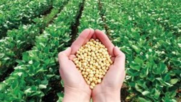 فول الصويا - أرشيفية