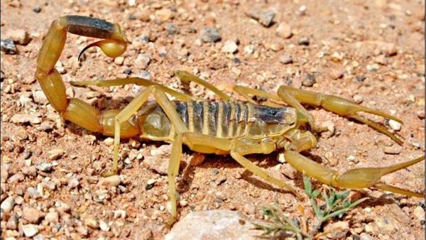 عقرب - أرشيفية 