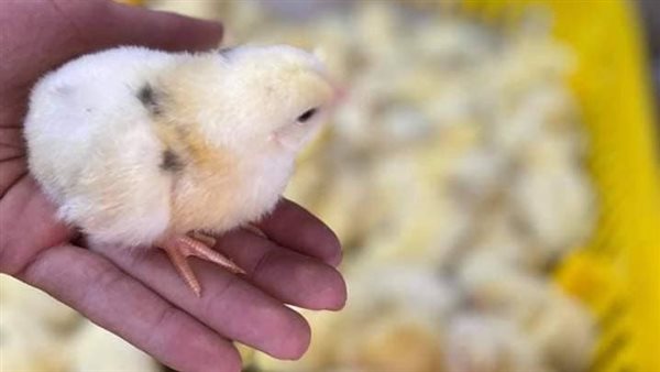 توزيع كتاكيت بالمنصورة