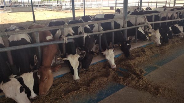 تحصين المواشي