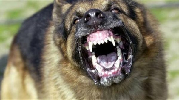 تهديد طلاب بكلب -