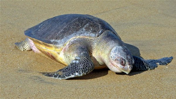 السلحفاة_ تعبيرية