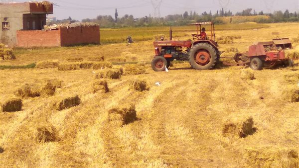  تجميع قش الأرز