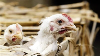 اكتشاف أول حالة لـ فيروس أنفلونزا الطيور في المكسيك