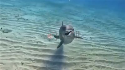 الدولفين الضاحك.. يداعب ويرقص مع السائحين خلال رحلاتهم بمرسى علم| صور وفيديو