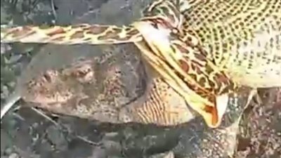  طوله 175 سم.. أهالي مركز البداري بأسيوط يصطادون ورل نيلي | فيديو 