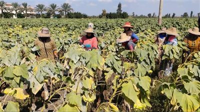 زراعة الشرقية تُنظم يوم حصاد محصول عباد الشمس 