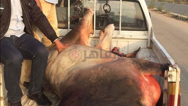 بيطري المنيا 