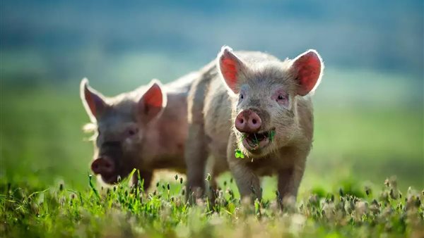 صورة تعبيرية