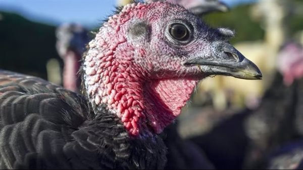 الديوك الرومية