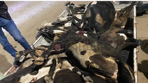 الماشية المضبوطة