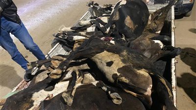 كانت تعبانة وذبحوها عشان يبيعوها.. تفاصيل ضبط سيارة محملة بالمواشي الفاسدة بالمنوفية 