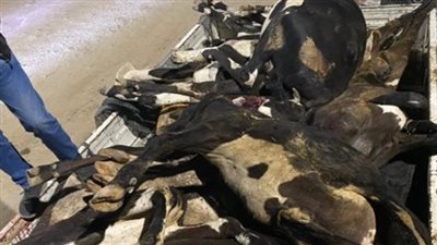 محملة بـ 11 رأس ماشية مذبوحة.. ضبط سيارة لحوم غير صالحة للاستهلاك الآدمي بالمنوفية | بث مباشر 