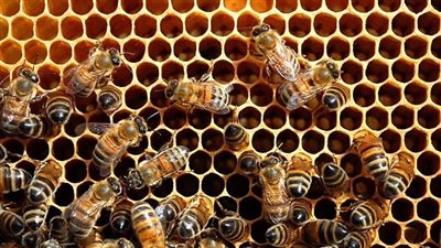 في اليوم العالمي للنحل.. تعرف على سبب اختياره وأهدافه