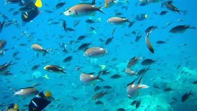 الهجرة شمالًا والهروب إلى الأعماق.. كيف أثرت التغيرات المناخية على الثروة السمكية في مصر؟ | تحقيق