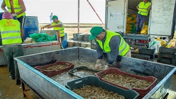 مزرعة الجمبري 