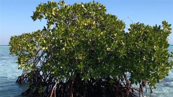 غابات المانجروف 