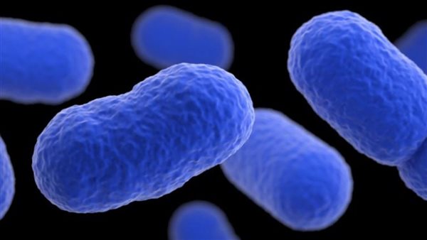 الليستيريا 