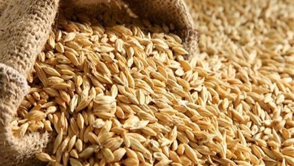 أرز شعير - صورة أرشيفية