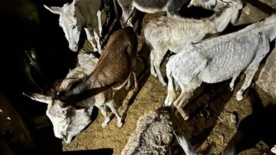 بينها 5 رؤوس نافقة.. ضبط عامل بحوزته 29 حمارًا في سوهاج | صور