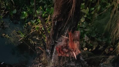 أصيب بكسر في الجمجمة.. سقوط شجرة على مواطن خلال استقلاله دراجة نارية بالغربية 