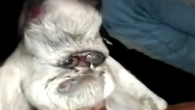 مشهد غريب.. ولادة ماعز بوجه بشري في الهند