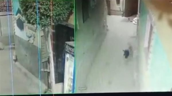 كلب يهاجم المواطنين