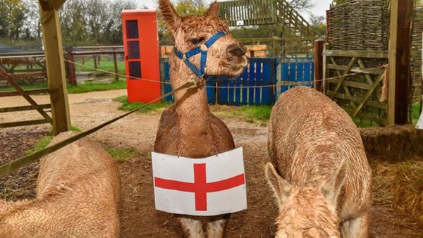 حيوان اللاما