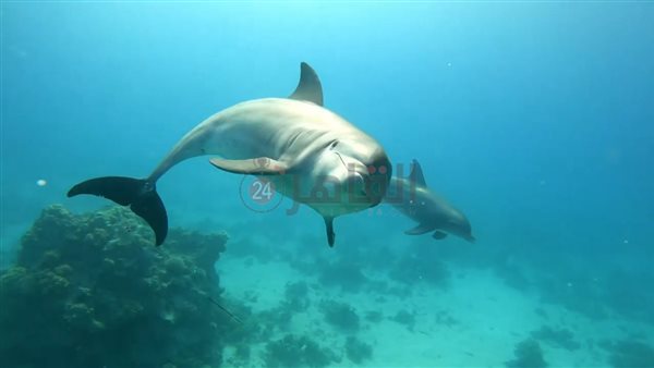 الدولفين حسن المصاب