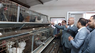 رئيس جامعة بنها: زيادة المساحة المنزرعة من القمح هذا العام وإنتاج سلالة جديدة من الدواجن